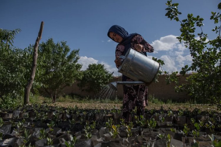 در روز سوم کارزار، پنج روز برای زنان افغان، اتحادیه اروپا متعهد است زنان افغان را در سکتور کشاورزی حمایت کند.